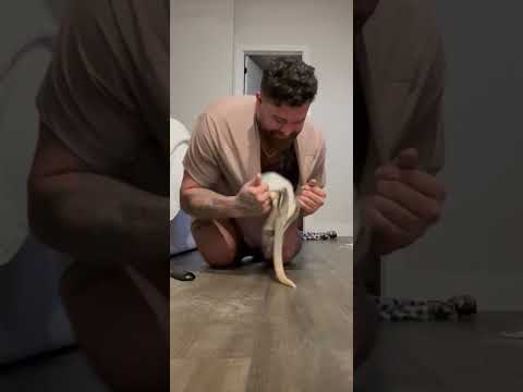 Baby Kangaroo Jumps
