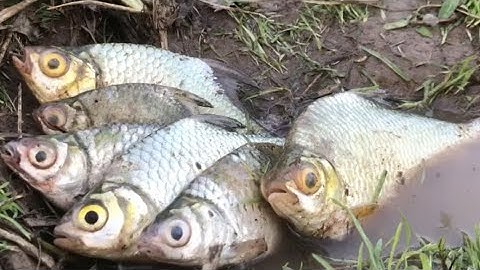 CÁC LOẠI CÁ - CÁC LOẠI CÁ NƯỚC NGỌT QUÊ TÔI 2