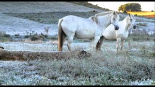 Noite De Geada Julio Saldanha