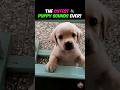 The CUTEST PUPPY SOUNDS Ever!! 🔈🐶  #dogs #cute #dogvideos #dogshorts #ranking #viral #puppy