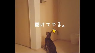 ベンガル猫のベルは引き戸だって開けちゃいます