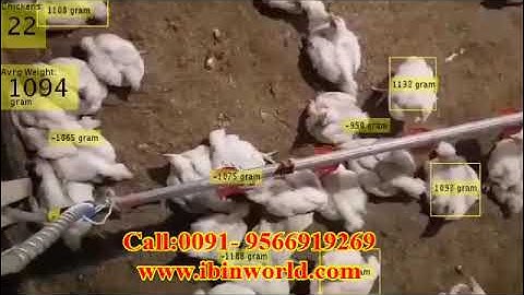 chicken weight calculate by laser machine /broiler farm
