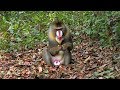an ex-alpha male mandrill, thrown out by the horde, now a solitary, meets a mirror in the rainforest