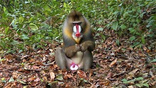 An Ex-Alpha Male Mandrill, Thrown Out By The Horde, Now A Solitary, Meets A Mirror In The Rainforest