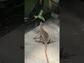 Lizard finding food to eat #lizard #animals #shorts