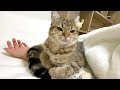 10日ぶりに会う妹の腕にくっついて離れない子猫!