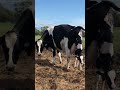 Calving Cow | Standing position | Cow ask for help