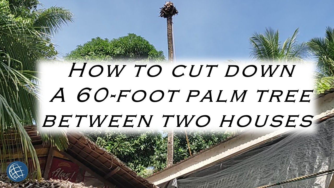 Difficult Cut down of Coconut Tree - YouTube