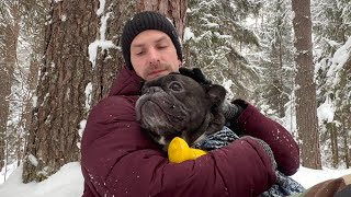 This dog is not afraid of deep snow