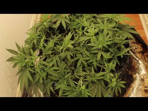 Timelapse Grow | Lemon Zkittle by Dutch Passion