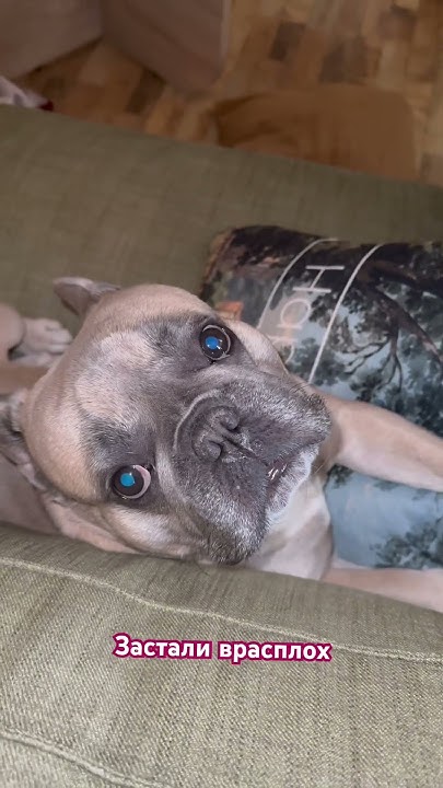 Вальяжный Мистер Бруно 🐶 #mrbruno #frenchbulldog #собаки - YouTube