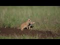 Cute Prairie Dog Pups #prairiedogs #wildlife #prairiedogpups #animals