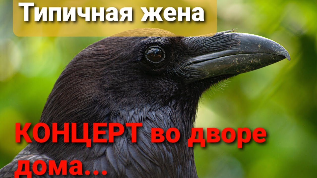 Сбить ворону на машине