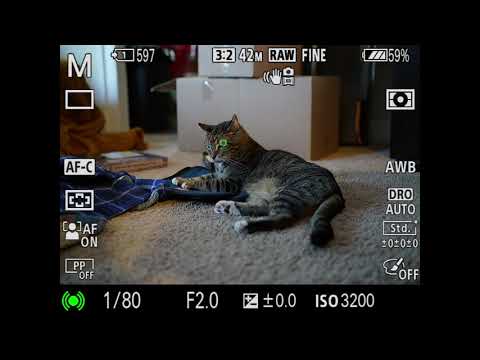 Sony a7R and a7 III Firmware 3.0 : Eye AF for Animals and Humans