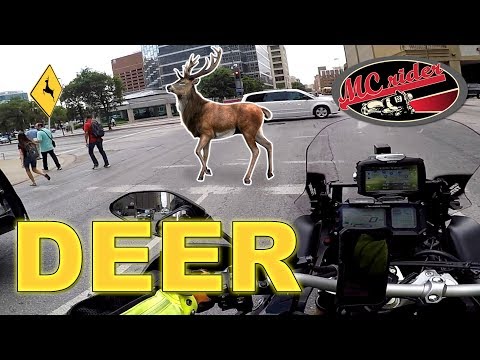 Tips to avoid deer on your motorcycle - it is not a deer whistle - MCrider