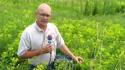 Lancaster County Weed Control Authority: Leafy Spurge