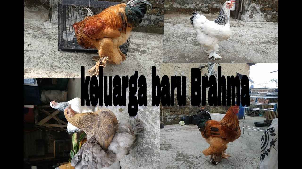 Keluarga baru ayam Brahma 