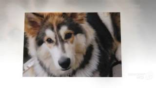 Wolamute Dog breed by My Dog 1,730 views 9 years ago 2 minutes, 19 seconds