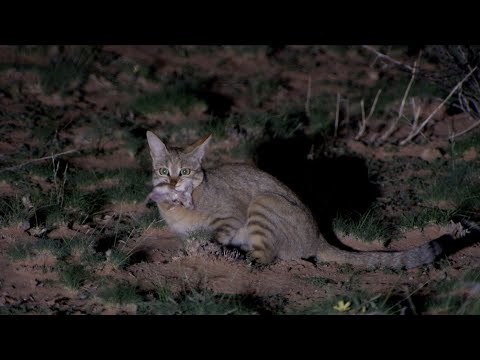 African Wild Cat - A small and secretive desert hunter!