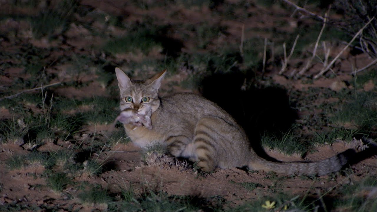 african sand cat