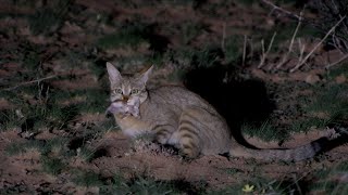 African Wild Cat - A small and secretive desert hunter!