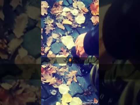 نغمه جميله لكل عاشق