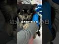 狂犬病ワクチン接種よく頑張りました💉　#チワワ #犬のいる生活 #shorts #可愛い犬