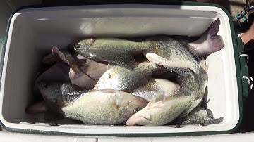 Pre-Spawn Crappie Fishing Spring 2019! Cooler full of Slabs!