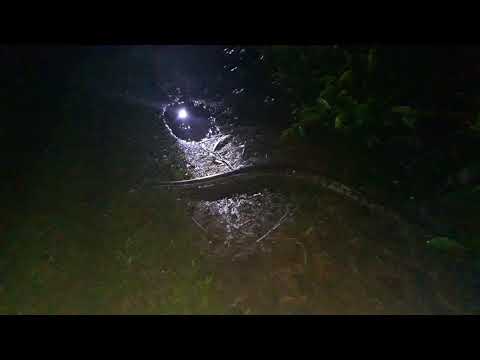 Python in Sri Lanka