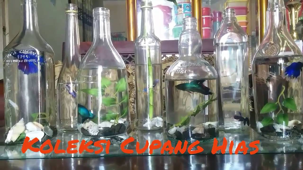 990+ Gambar Ikan Cupang Dalam Botol Gratis Terbaik