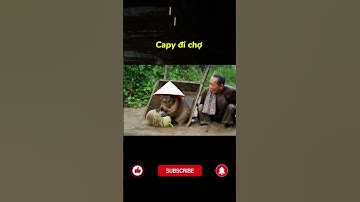 Capy đi chợ trời mưa #ai #veo3 #capybara