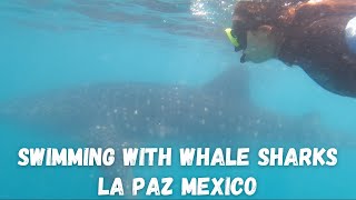 SWIMMING WITH WHALE SHARKS IN LA PAZ MEXICO
