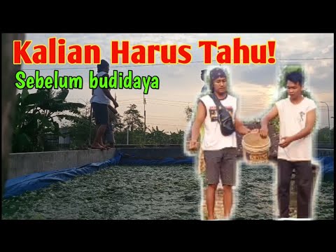 CARA TERNAK/BUDIDAYA IKAN LELE YANG BENAR #budidayaikanlele #