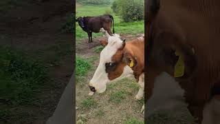 🌸MENGİK(GEYİKLİ KÖYÜ):MAŞALLAH🌸