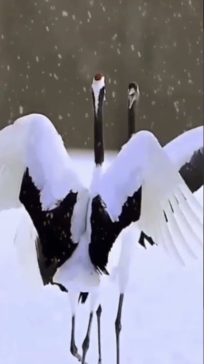 Bangau Oh Bangau Dance Video #Shorts