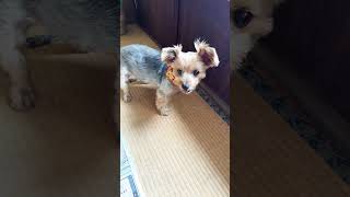 お肉大好きヨーキー￼