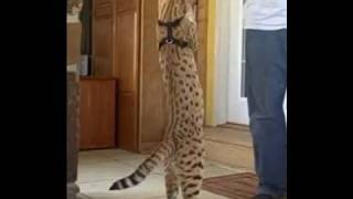 F1 Savannah cat Magic is tall! by PoC - Pictures of Cats org 88,130 views 13 years ago 20 seconds