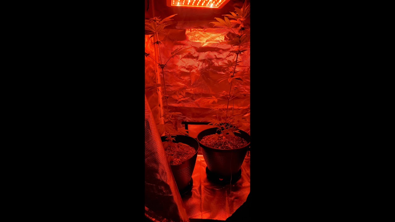 Growing Marijuana (weed)  (kush) in a grow tent (first time grower)