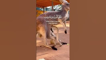 اكتب شيء تؤجر عليه// القارئ اسلام صبحي #تلاوة_مؤثرة #تلاوة_خاشعة #اسلام_صبحي #اكسبلور