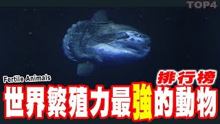 世界四大繁殖力最強的動物：數量太多，連吃草的馴鹿都忍不住踩死兩隻吃掉！ Fertile Animals