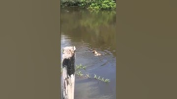 Dog eaten by Alligator infront of his owners! 💯😭