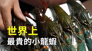 如何養殖澳洲淡水龍蝦？手臂粗的小龍蝦見過沒？ 