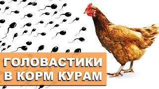 Головастики в качестве дополнительного корма для кур.