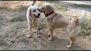 simba ❤️😇#goldenretriever #doglovers #entertainment #viralvideo