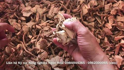 Rễ đinh lăng khô loại sâm quý của người nghèo