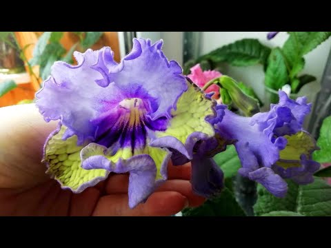 Videó: Streptocarpus Streptocarpus