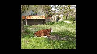 Hayat Devam Ediyor (Kent Şarkısı) Huzur Burda