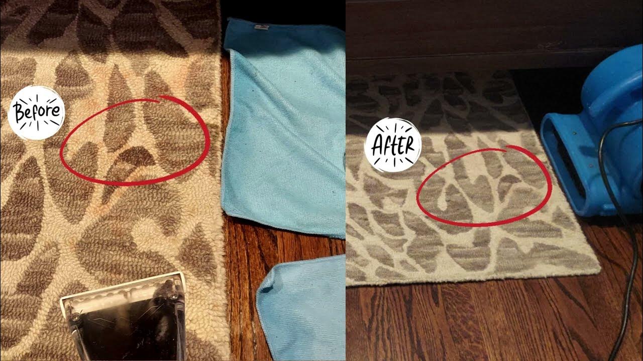 Carpet Cleaning Pet vomit stain removal Scotch Plains NJ YouTube