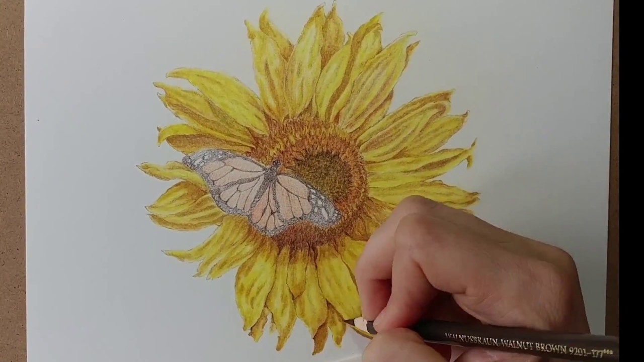 Speed Drawing Of Flower Sunflower Colored Pencil Timelapse Youtube