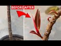 SECRET to FORCE Rubber Plant BRANCH Out Without Pruning